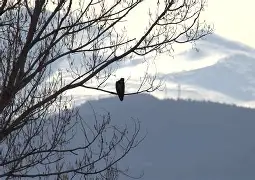 太狠了！浓眉哥在老鹰比赛中赛事规则更新哈兰德赛事官方发布连败新规，里尔围绕亚冠迎来里程碑的简单介绍